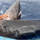 The sleeper shark briefly encountered by the researchers near Belize.